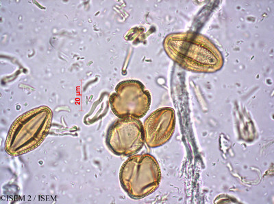 ISEM 2/Ranunculus_biternatus_6756/Ranunculus_biternatus_6756_0001(copy)_thumb.jpg